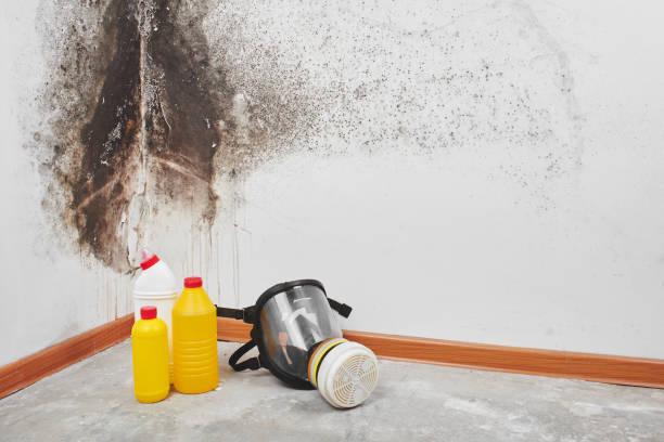 Best Mold Damage Repair  in North Shore, CA