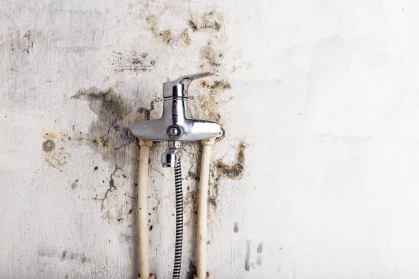 Best Black Mold Removal  in North Shore, CA