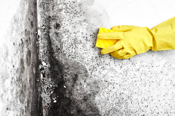 Best Crawl Space Mold Removal  in North Shore, CA