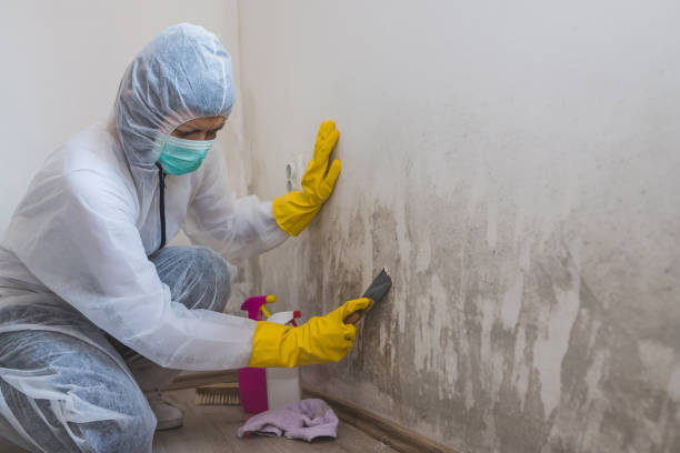 Best Mold Remediation  in North Shore, CA