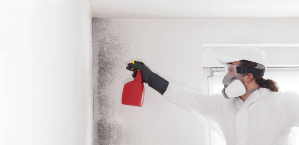 Best Residential Mold Removal  in North Shore, CA