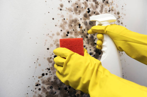 Best Same-Day Mold Removal  in North Shore, CA