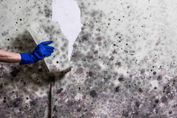 Mold Removal and Inspection in North Shore, CA