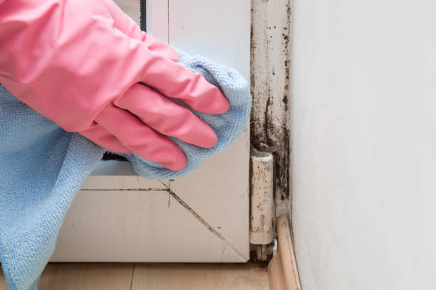 Best Office Mold Removal Services  in North Shore, CA