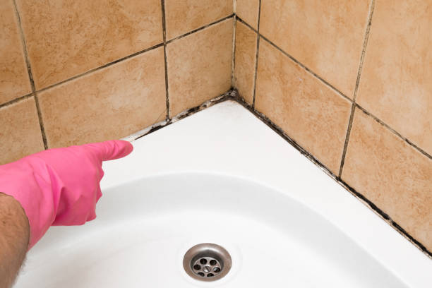 Best Toxic Mold Removal  in North Shore, CA